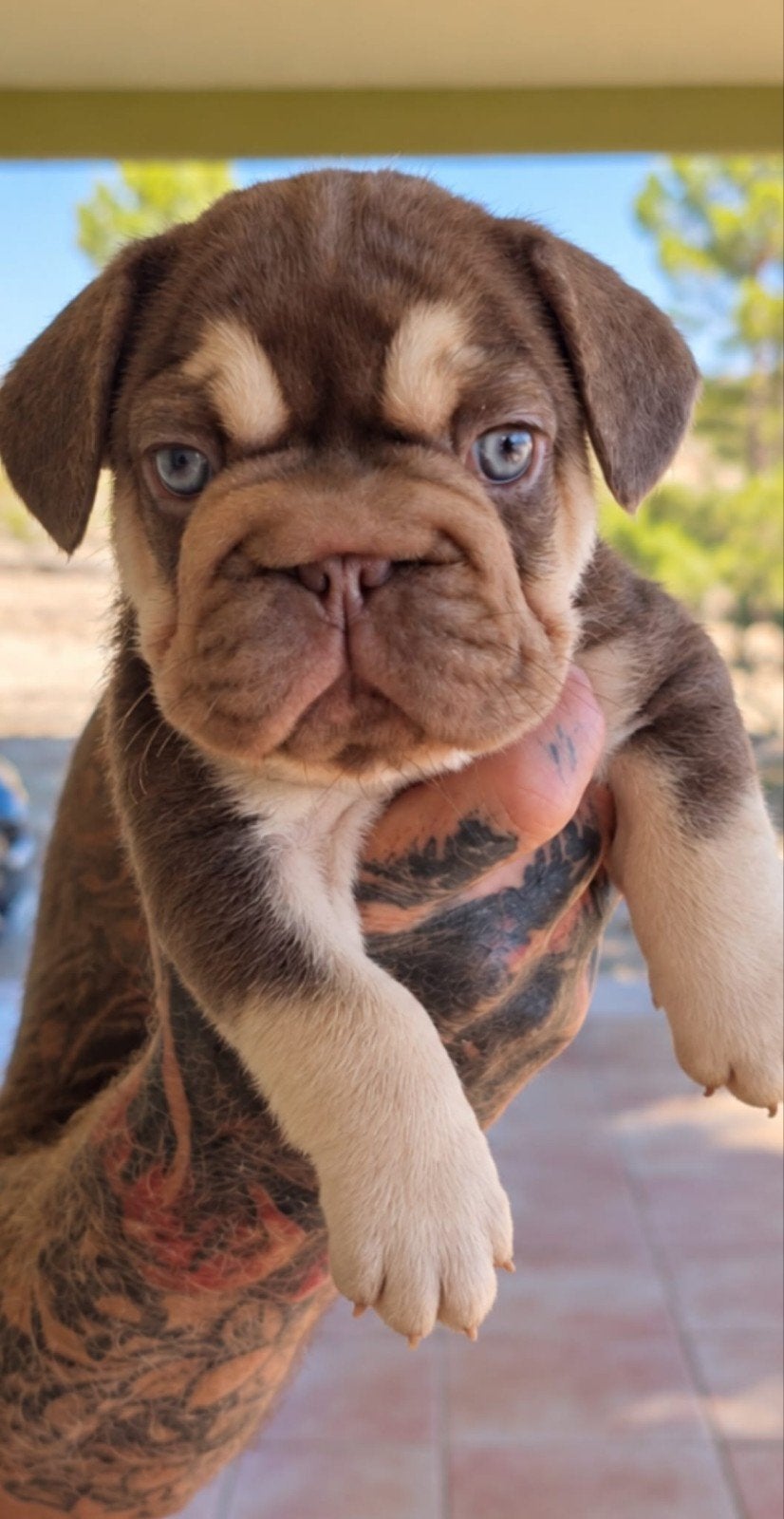 Big Rope Franse bulldog teef in de prachtige kleur Rojo tan