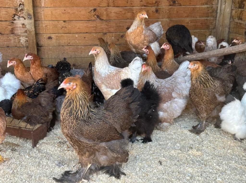 Brahma kippen te koop: patrijskleur, Vrouwelijk, Kip