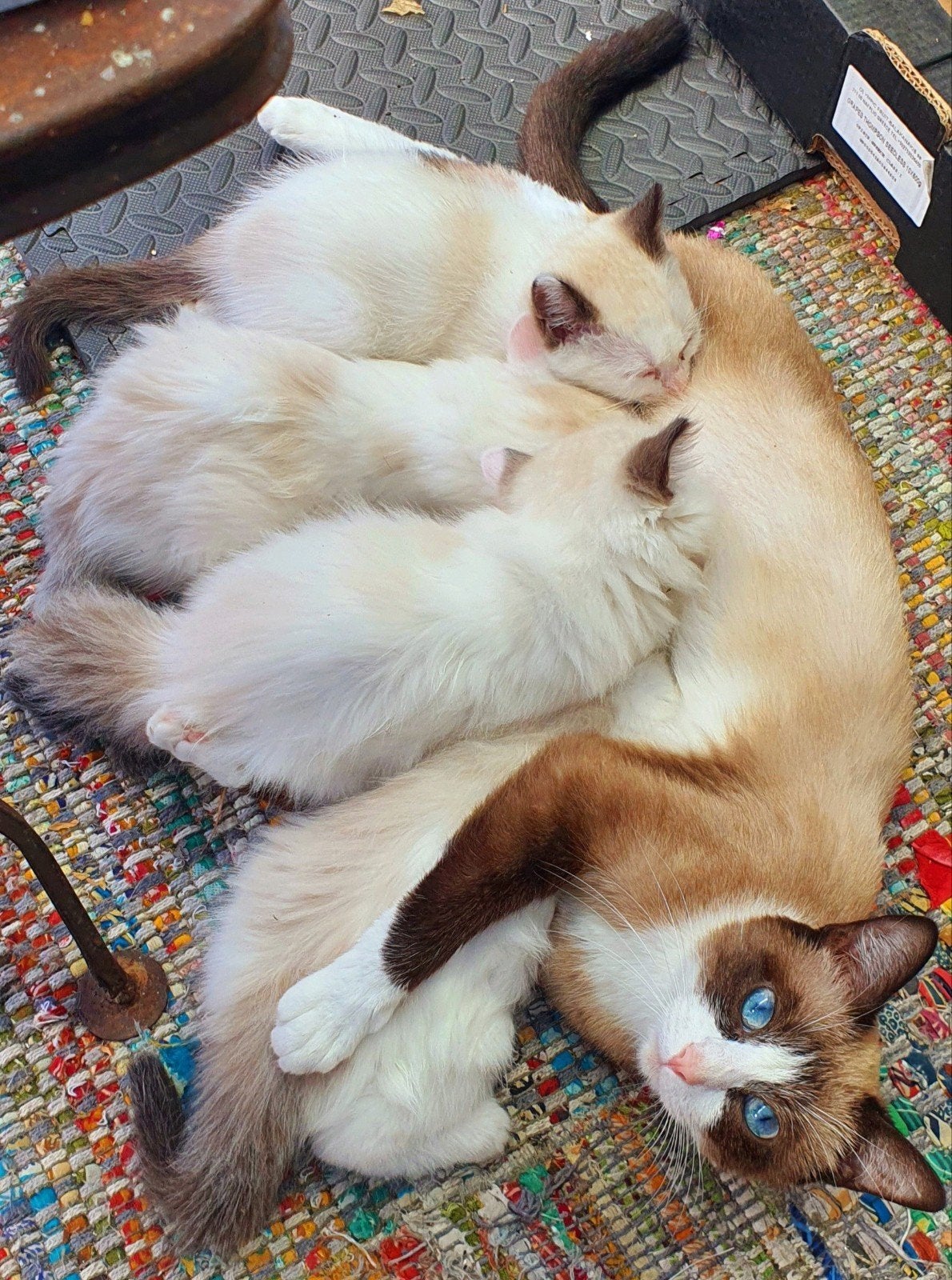 ragdoll kittens 100%zeldzame bijzondere kleuren Groot Fluffy, Meerdere dieren, Ontwormd, 0 tot 2 jaar