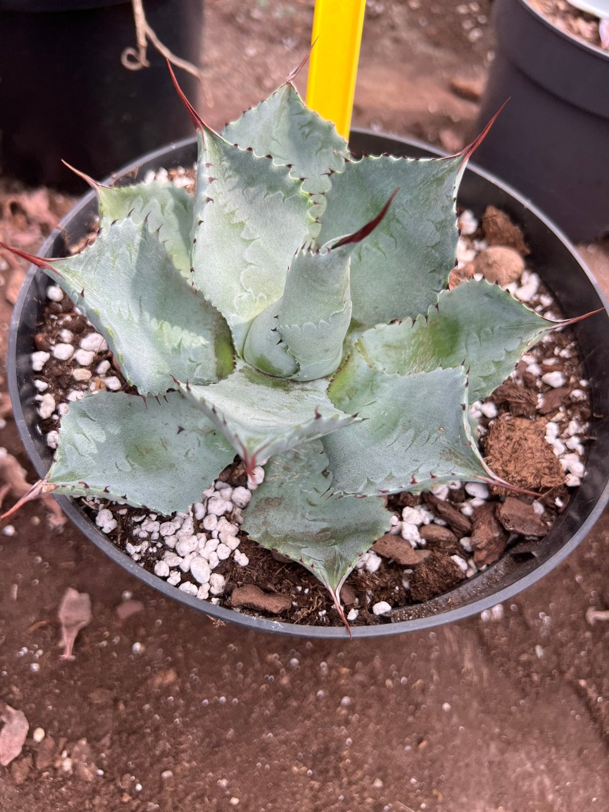 Agave potatorum pot17, Ophalen, 100 tot 250 cm, Volle zon, Vijgenboom