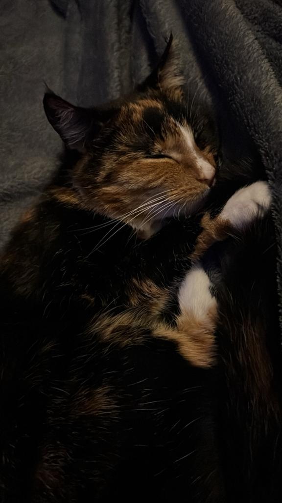 Lieve aanhankelijke kat van 6 jaar zoekt nieuw thuis, Poes, Kortharig, 6 jaar of ouder