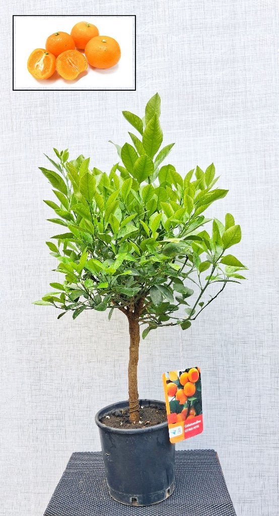 1 Citrus Caladomin Mitis- Kleine Zure Sinaasappel- Bloeiend, Ophalen, Minder dan 100 cm, Overige soorten, Volle zon