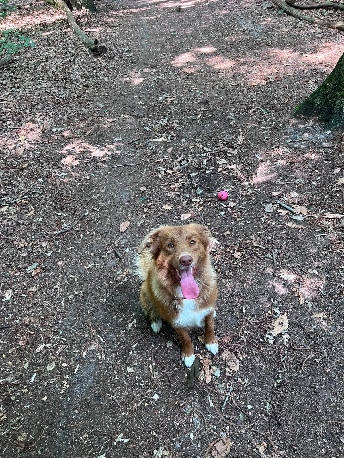 honden oppas gezocht, Dieren en Toebehoren, Ophalen of Verzenden