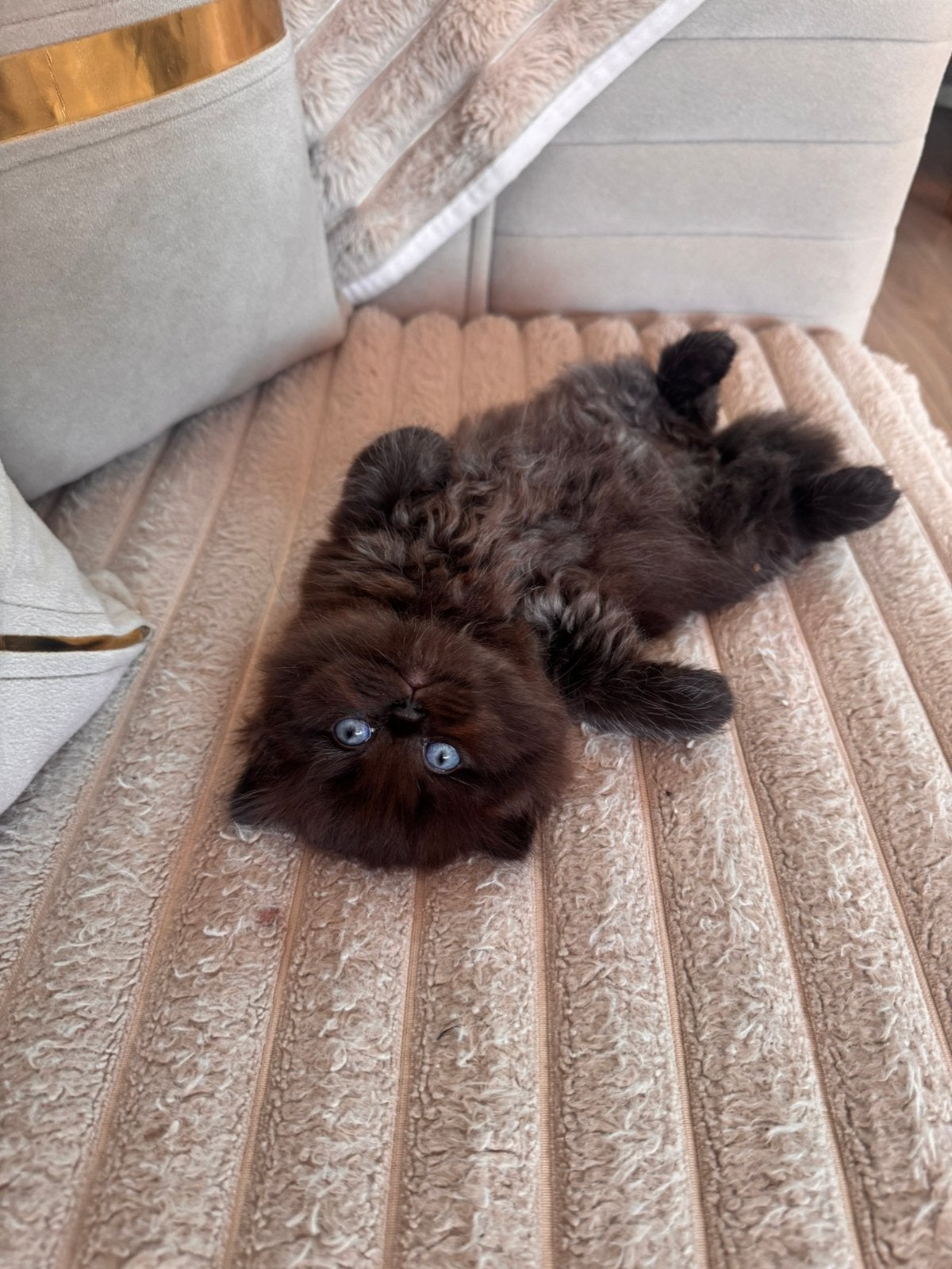Eindhoven, Kater, Langharig, 0 tot 2 jaar