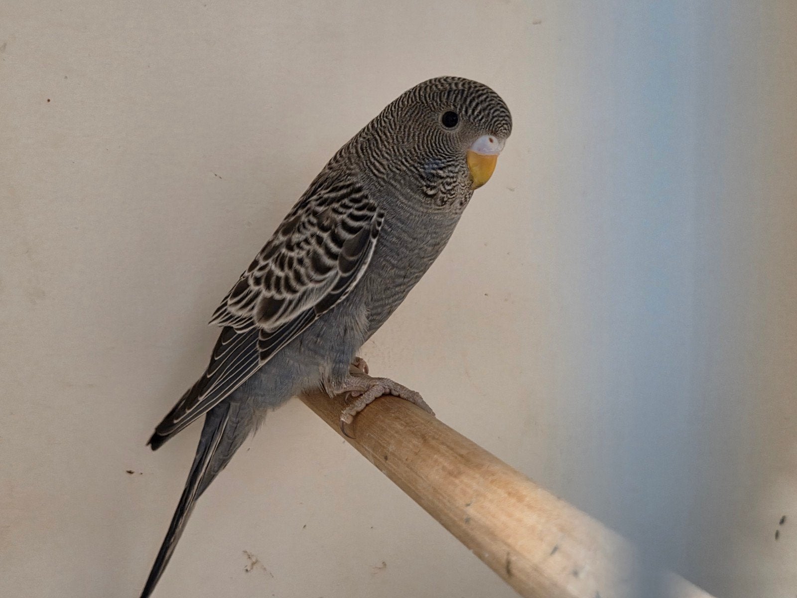 Diverse soorten vogels, Dieren en Toebehoren, Meerdere dieren, Parkiet