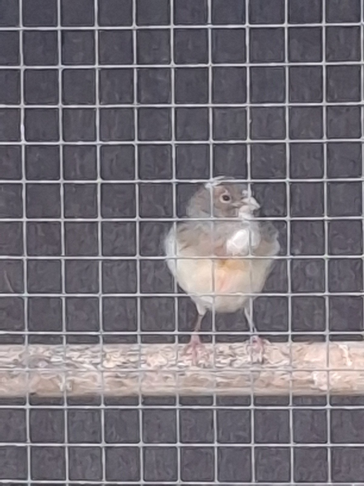 harlekijn pop, Vrouwelijk, Kleurkanarie