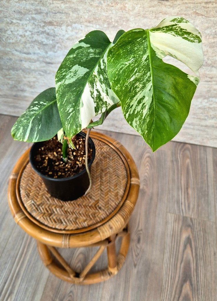 Monstera Variegata Marbled Albo, Ophalen, Halfschaduw, Minder dan 100 cm