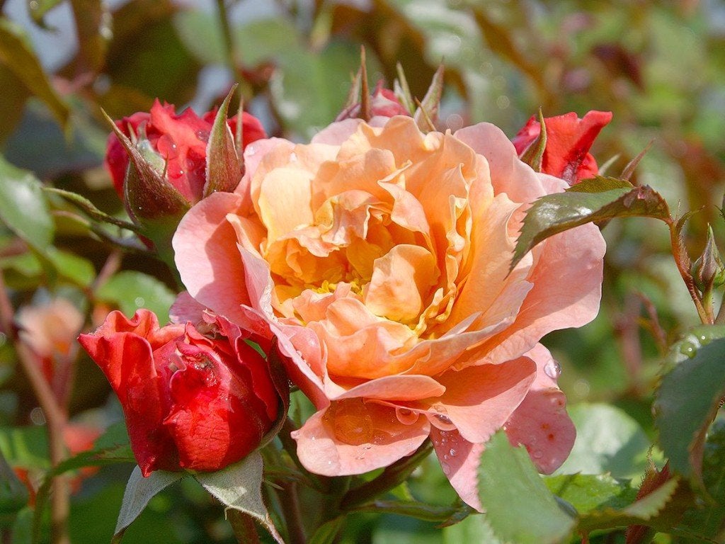 2 st. Geurende rozen voor tuin of terras. Tuinplanten., Overige soorten, Volle zon, Vaste plant, Ophalen of Verzenden