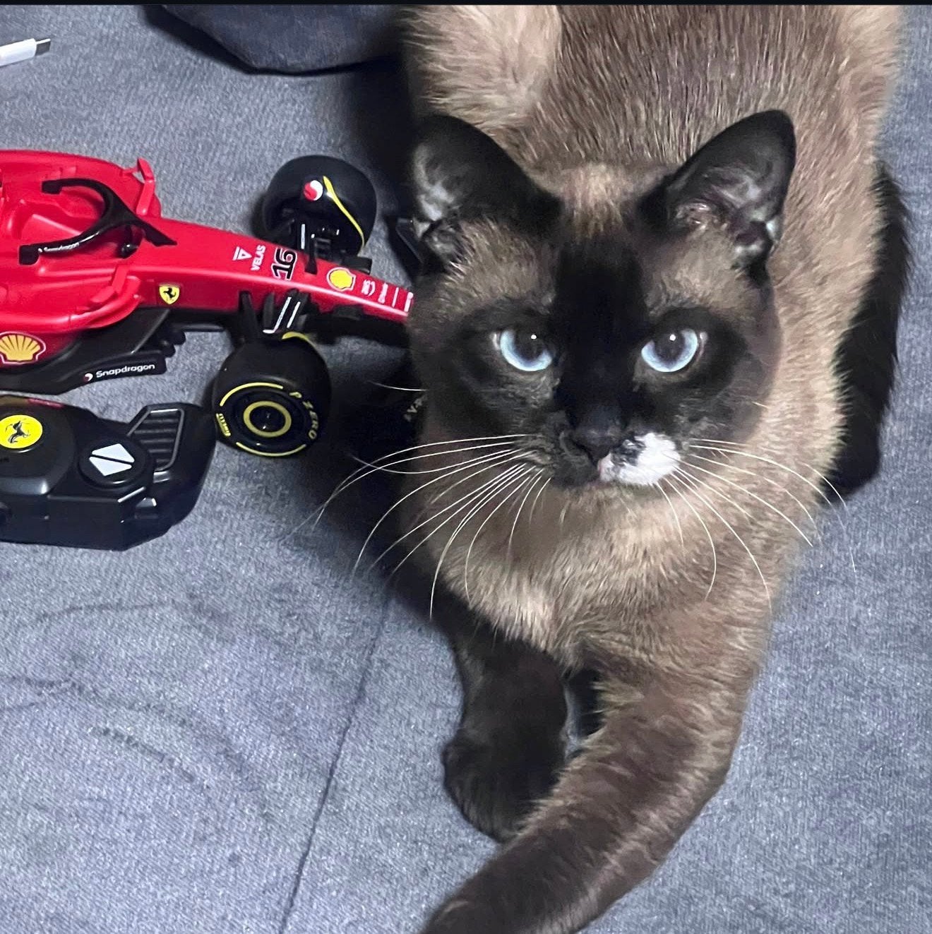 Twee prachtige Siamese katten – ongeveer 3 jaar oud, Meerdere dieren, Gechipt, 3 tot 5 jaar