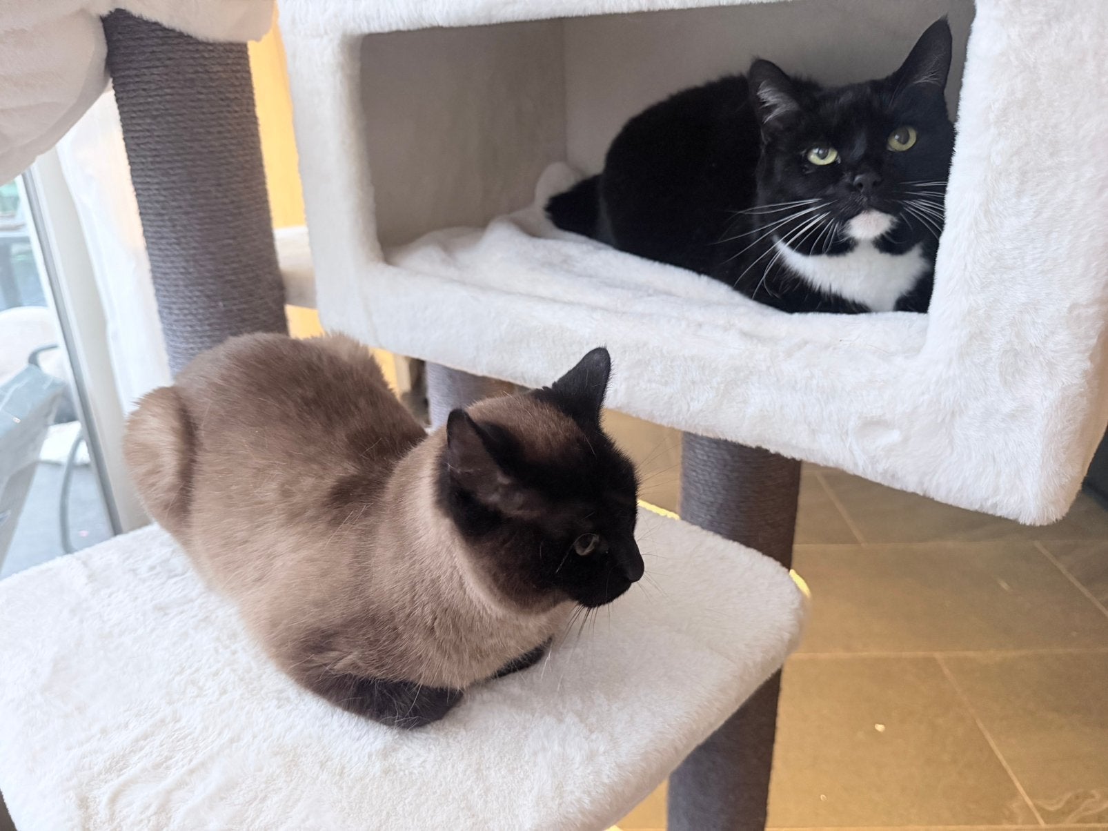 2 poezen zoeken nieuw huis. Ivm overlijden baasje, Poes