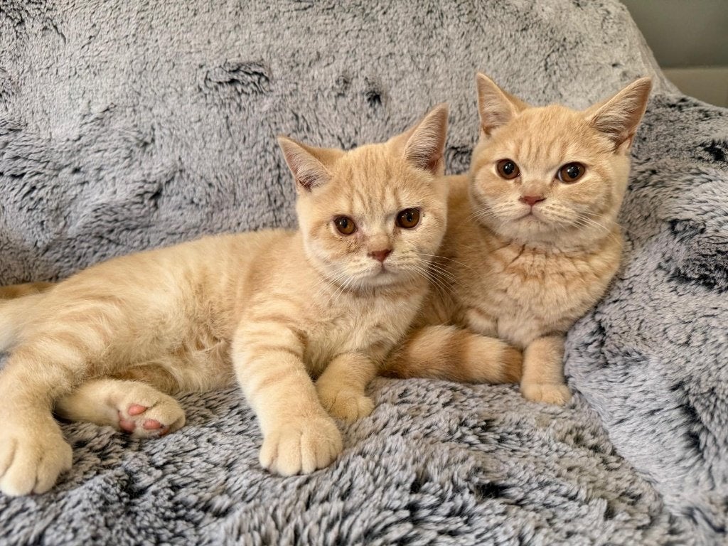 Creme Britse korthaar kittens, Kater, Gechipt, 0 tot 2 jaar