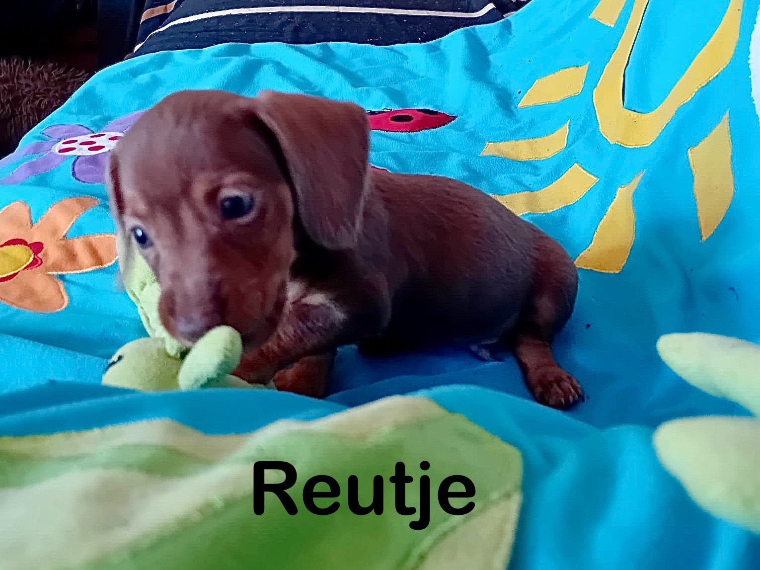 🐶 super schattige dwergteckel dwerg teckel pups 💛🧡💜💚, Dieren en Toebehoren, Parvo, 8 tot 15 weken, Korthaar, Dwerg