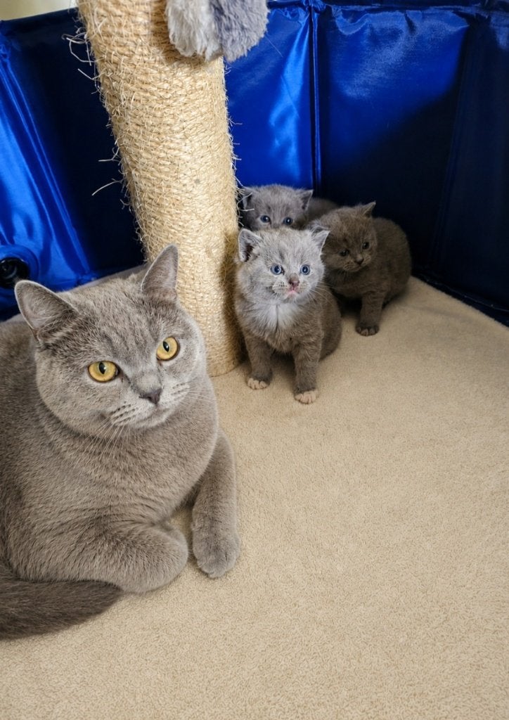 Britse korthaar kittens, Dieren en Toebehoren, Meerdere dieren, Ontwormd, 0 tot 2 jaar