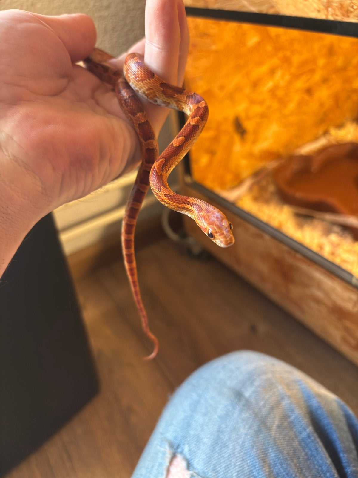 Zeer mooie rattenslangen Rat Snake photo 8