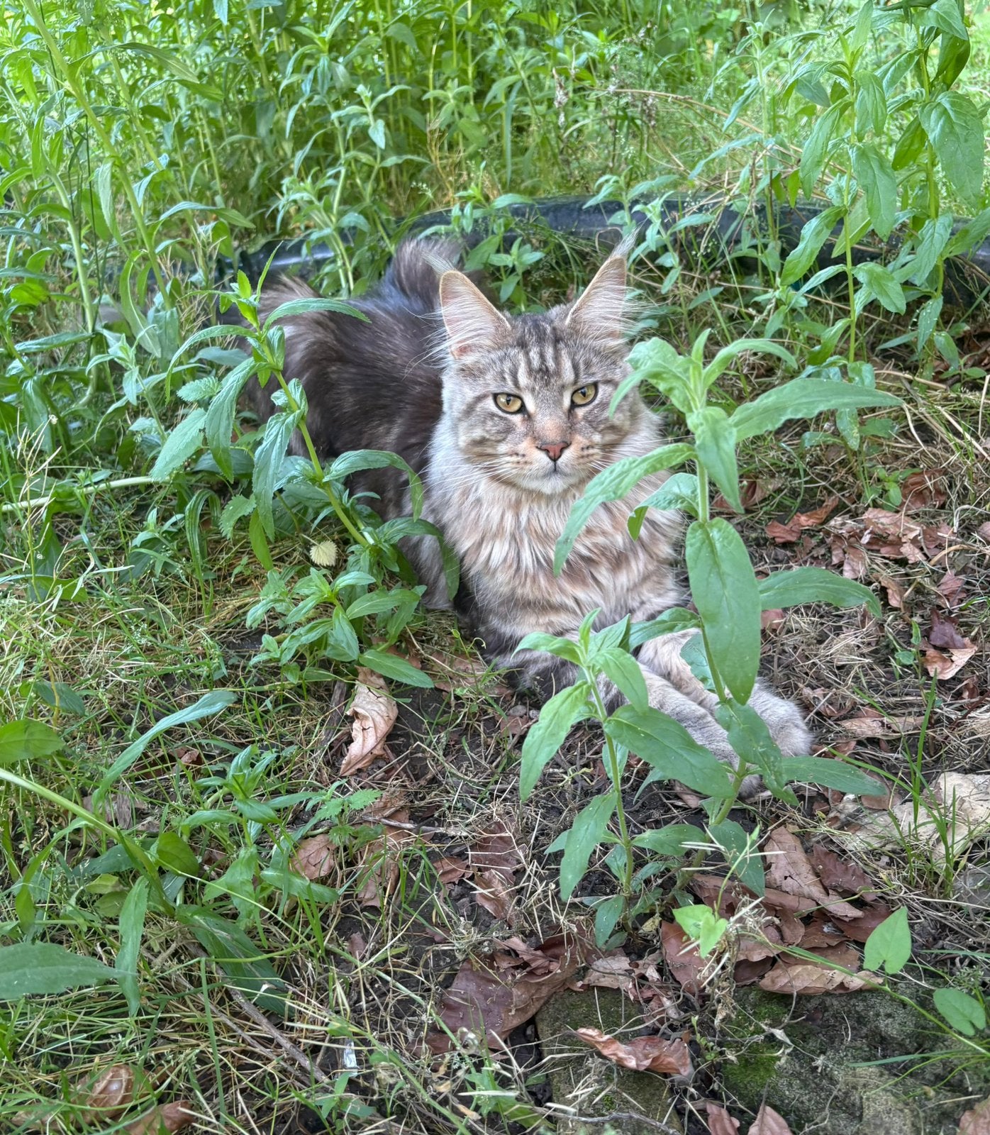 Prachtige maine coon kater met stamboom, Dieren en Toebehoren, Kater, Met stamboom, 0 tot 2 jaar