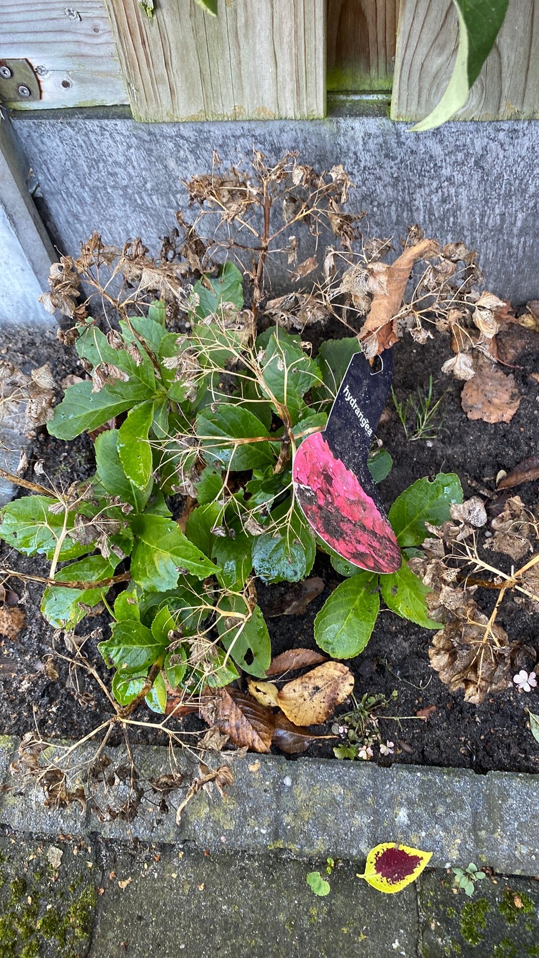 Hortensia roze, Ophalen, Overige soorten, Halfschaduw