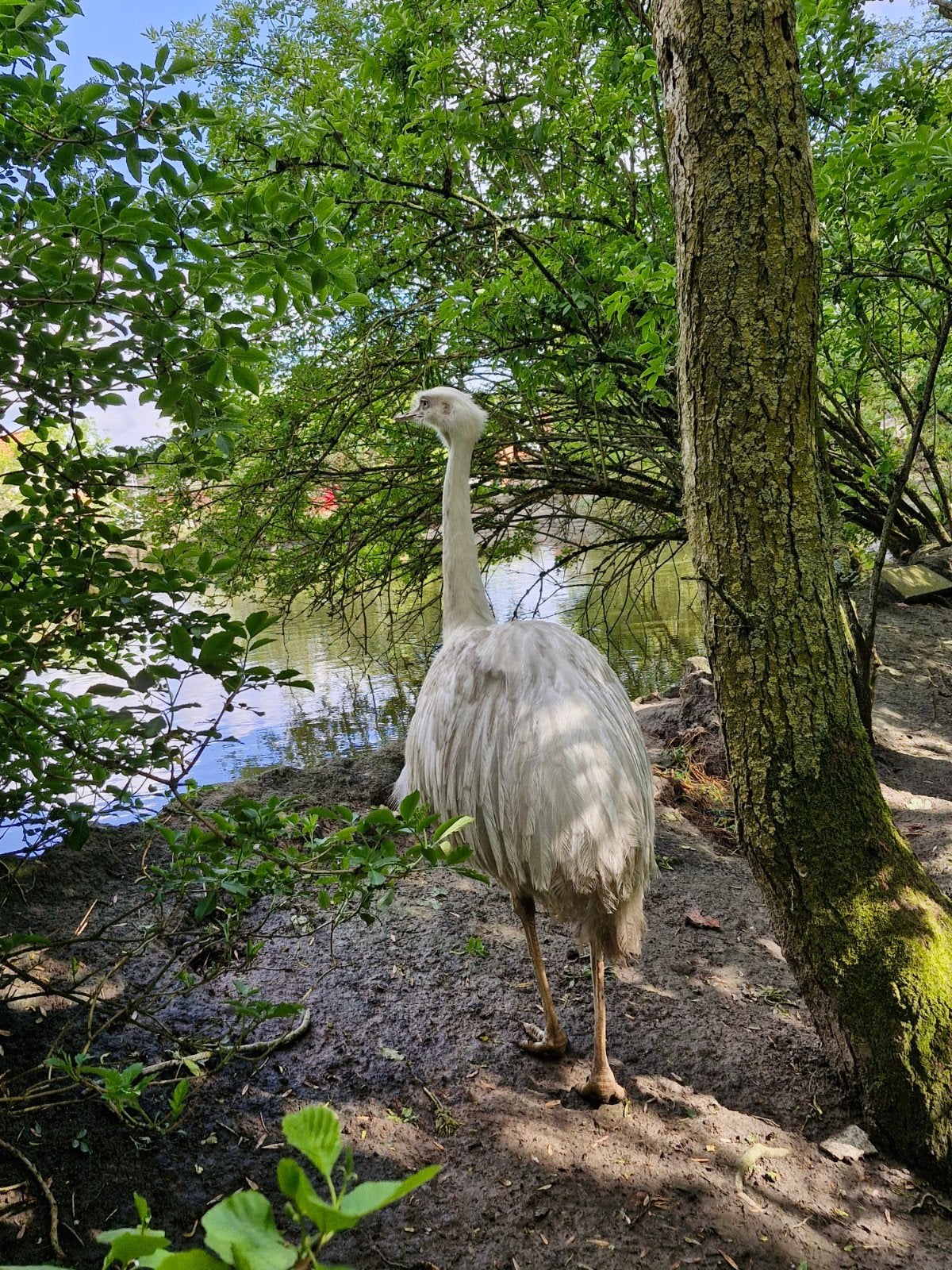 GEZOCHT 1 NANDOE HEN, Vrouwelijk