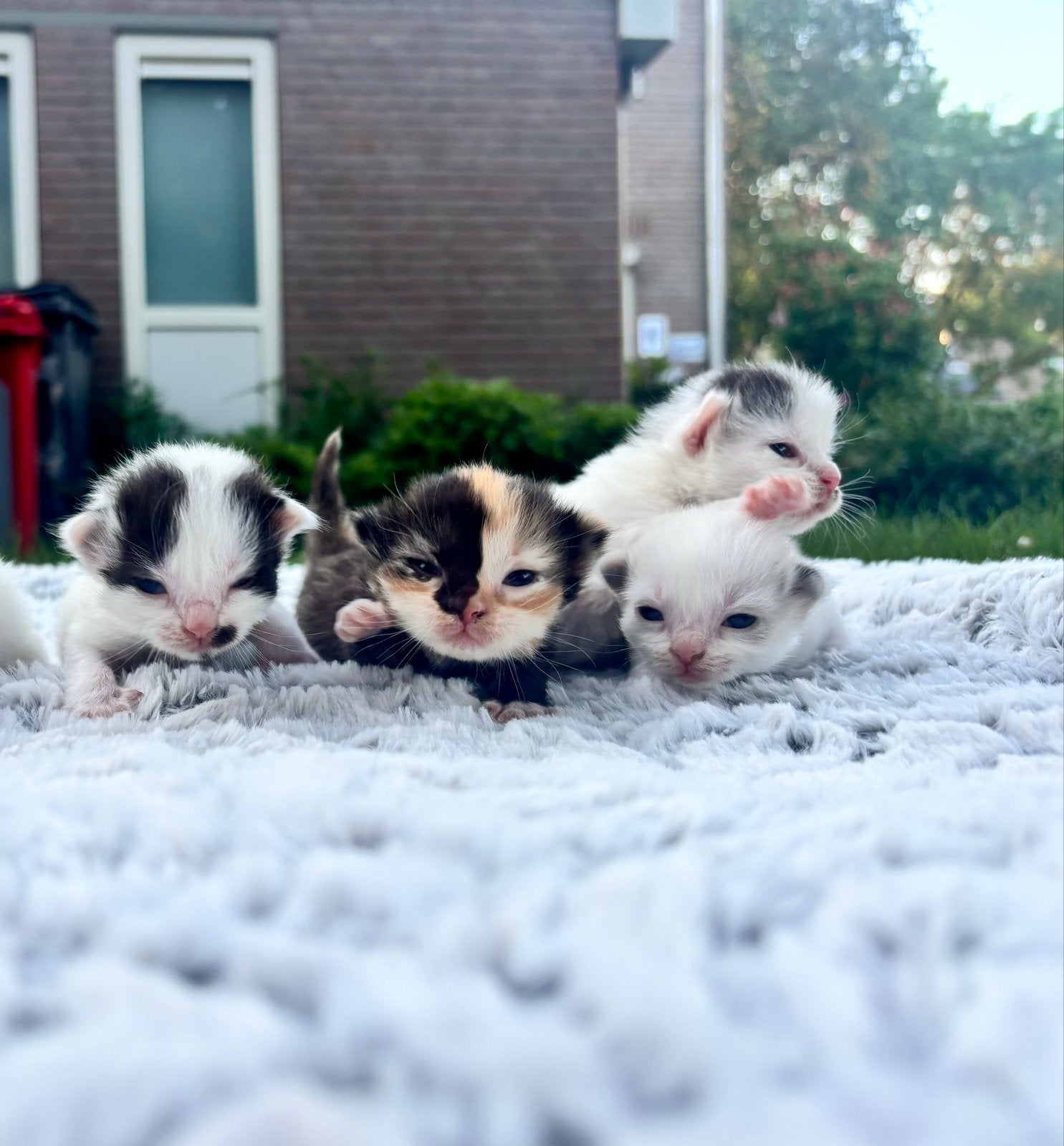 Ragdoll kittens, Meerdere dieren