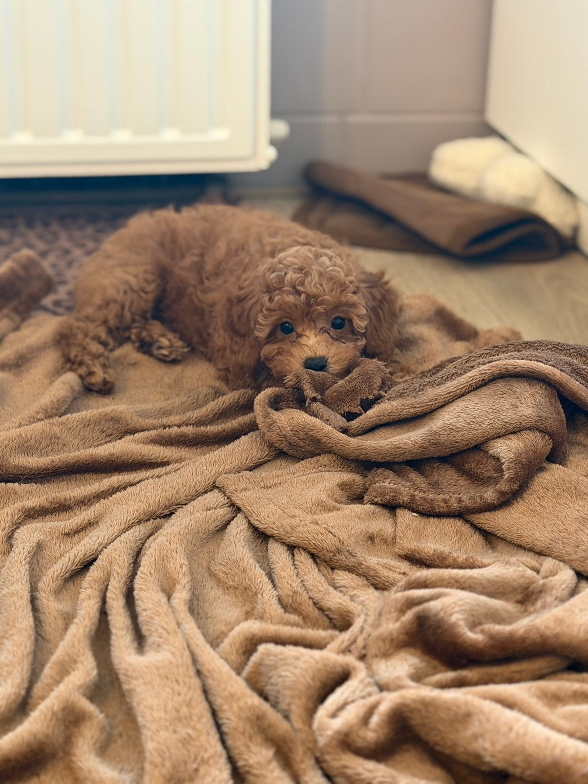 Toy x dwerg poedel pups abrikoos uit geteste ouders, Parvo, Nederland, Overige rassen, 8 tot 15 weken