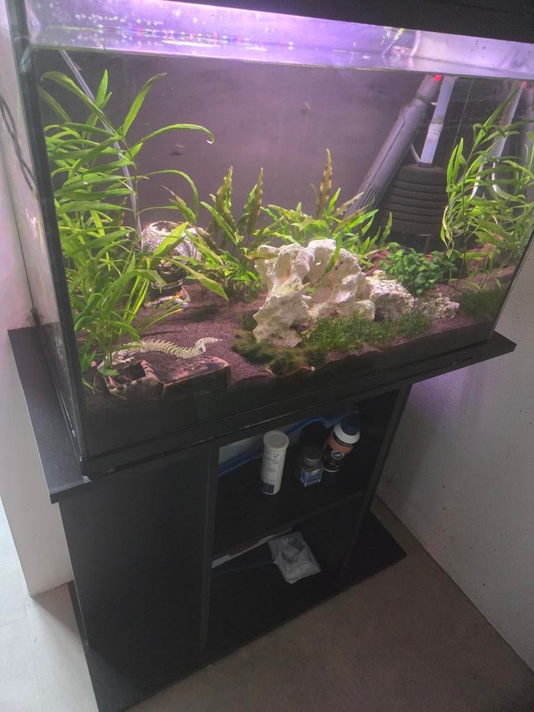 Compleet aquarium, Ophalen, Zo goed als nieuw, Gevuld zoetwateraquarium