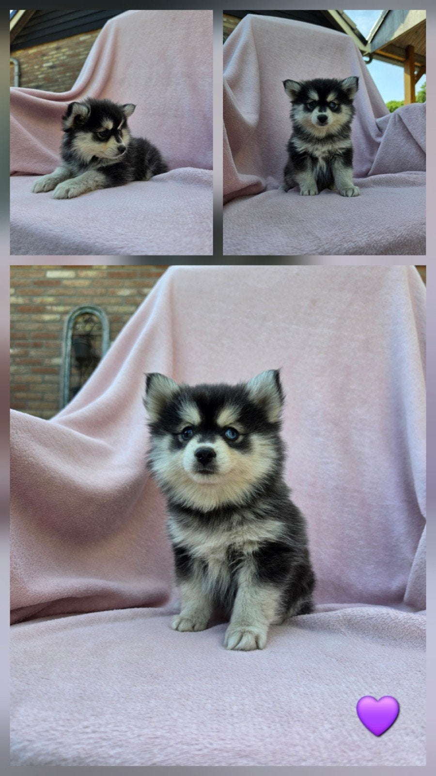 Prachtige pomsky pups 🐶🩷🩵, klaar voor een nieuwe toekomst, Overige rassen, 8 tot 15 weken, Meerdere, Meerdere dieren