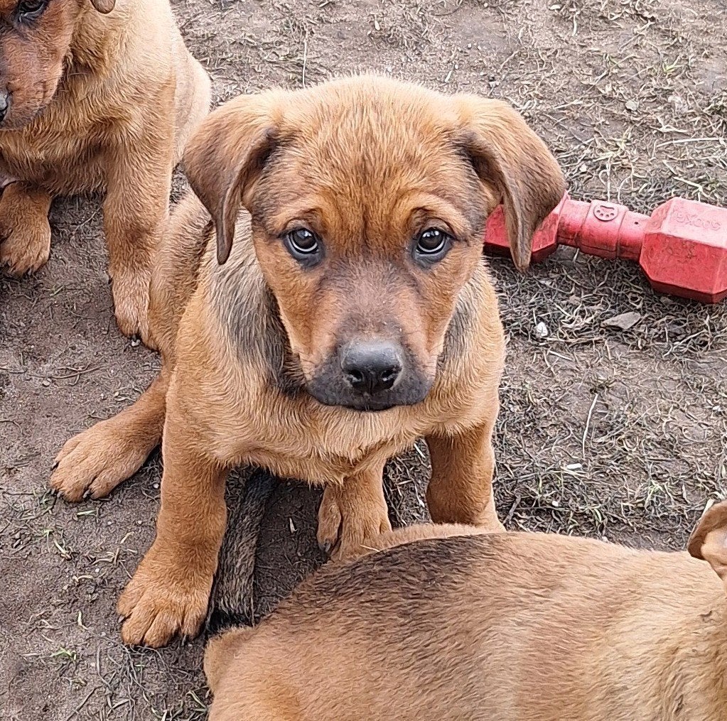 rottweiler pups (m2449593310) — Honden | Herdershonden en Veedrijvers ...