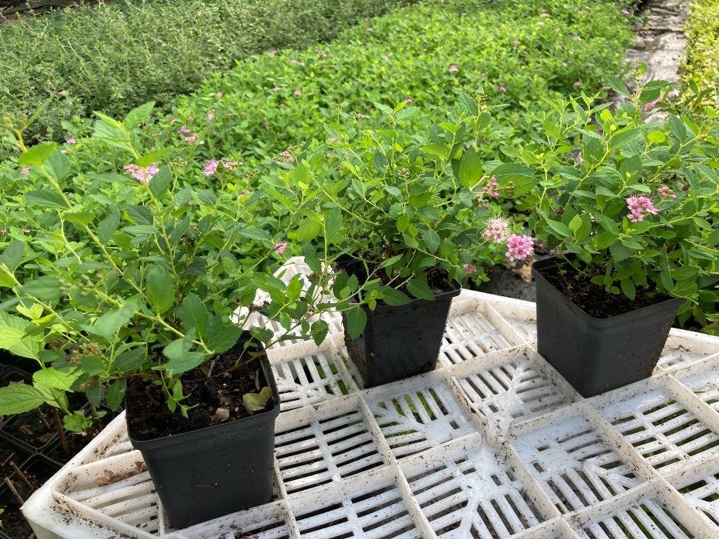 Spiraea japonica ‘Little Princess’ p9 € 1,25, Ophalen, Zomer, Overige soorten, Volle zon