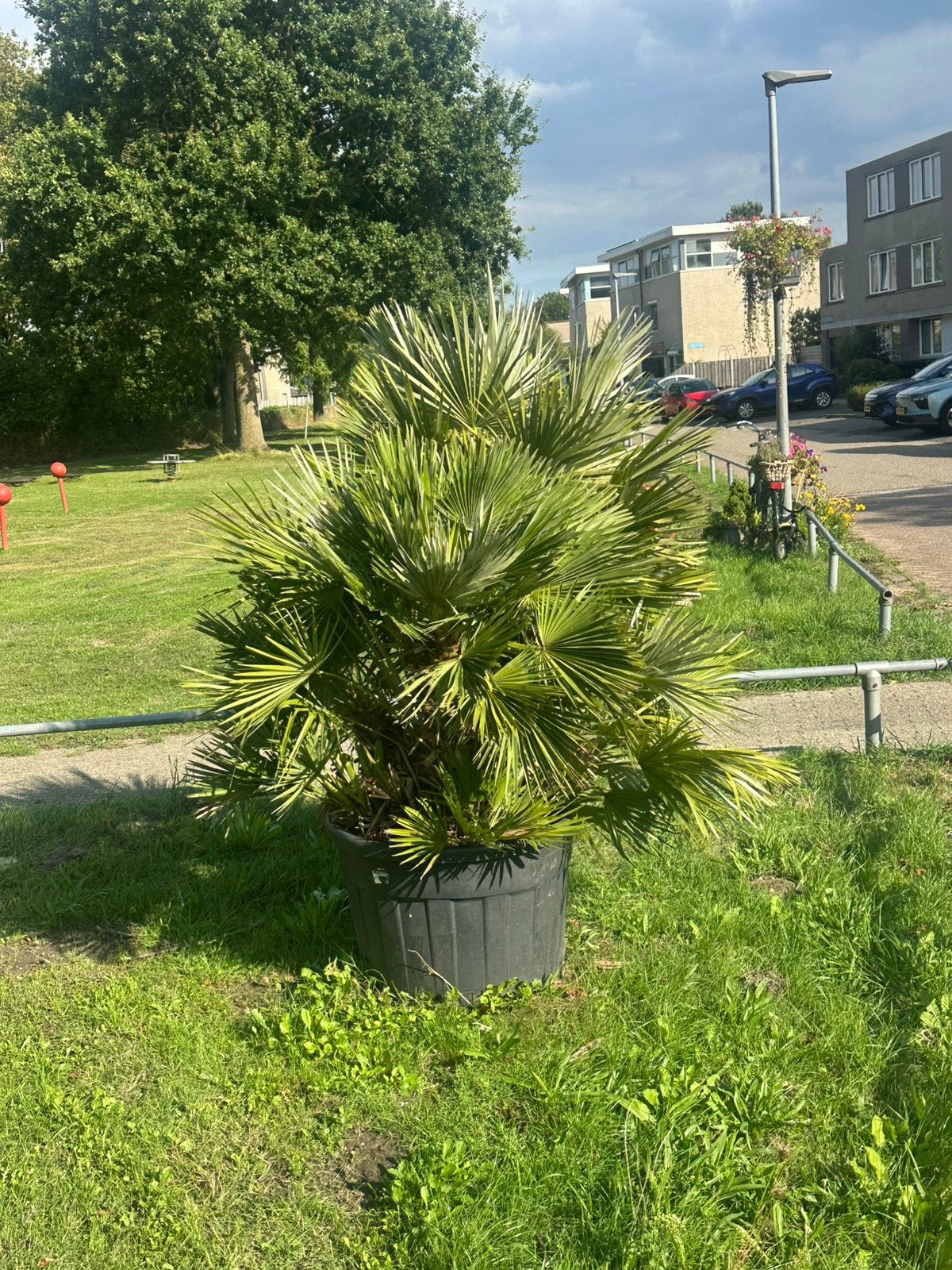 Foto 3 van Volle Chamaerops VULCANO palm - 1.80m hoog, 3 stammen