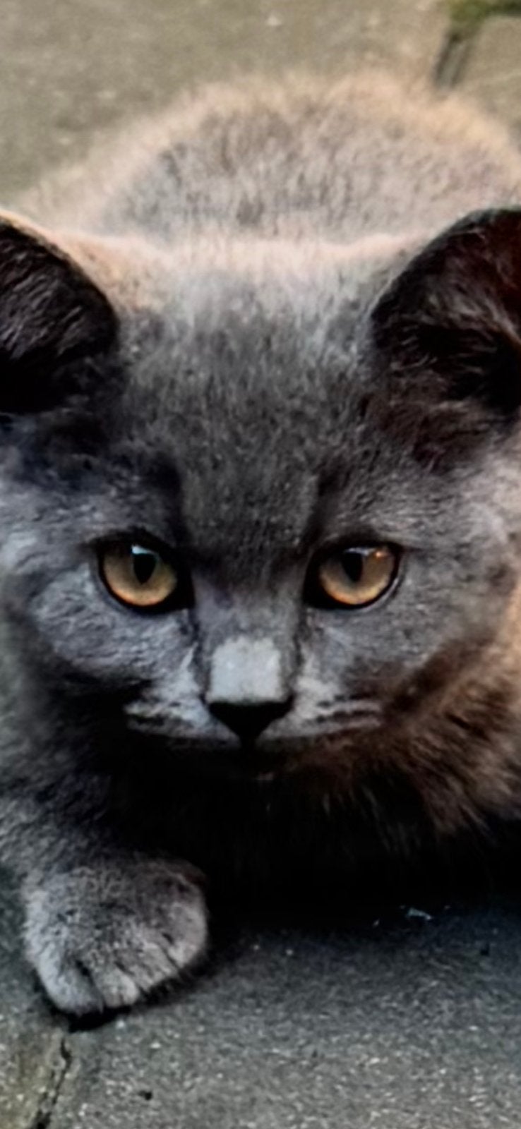Britse Korthaar kitten laaste (Meisje)🔥🔥🔥🔥, Meerdere dieren, Ontwormd