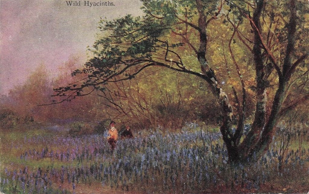 703-264-041 Wild Hyacinths, Verzenden, Voor 1920, Noord-Holland