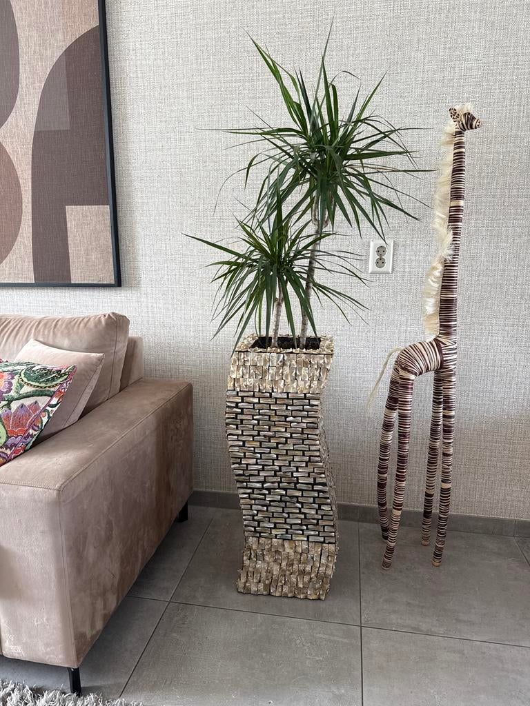 Prachtige plantenpot met plant erin, Overige materialen, Binnen, Zo goed als nieuw, Overige vormen