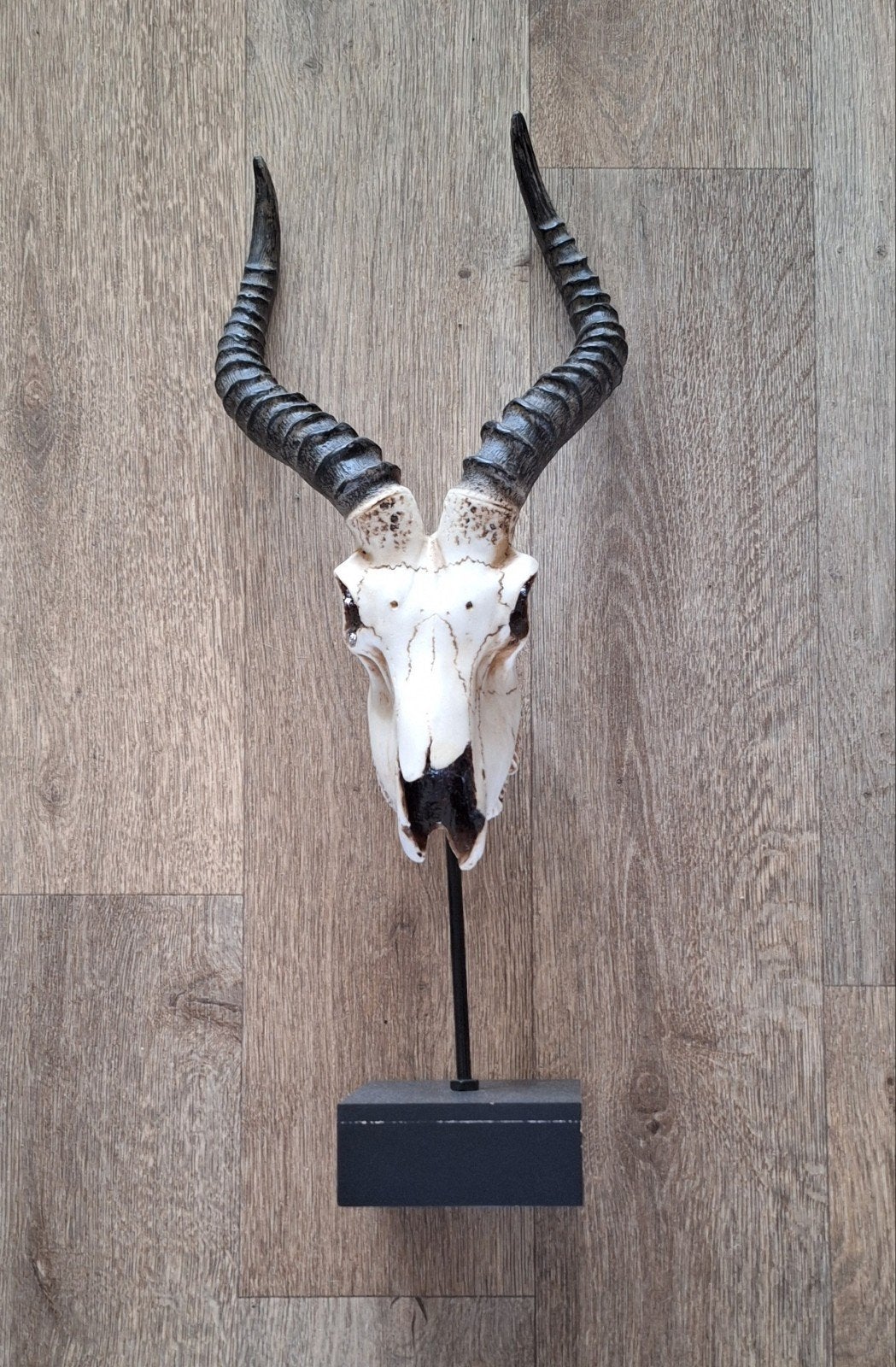 Springbok/steenbok imitatie schedel op standaard/trofee, Ophalen, Meerkleurig, Overige materialen, Overige stijlen