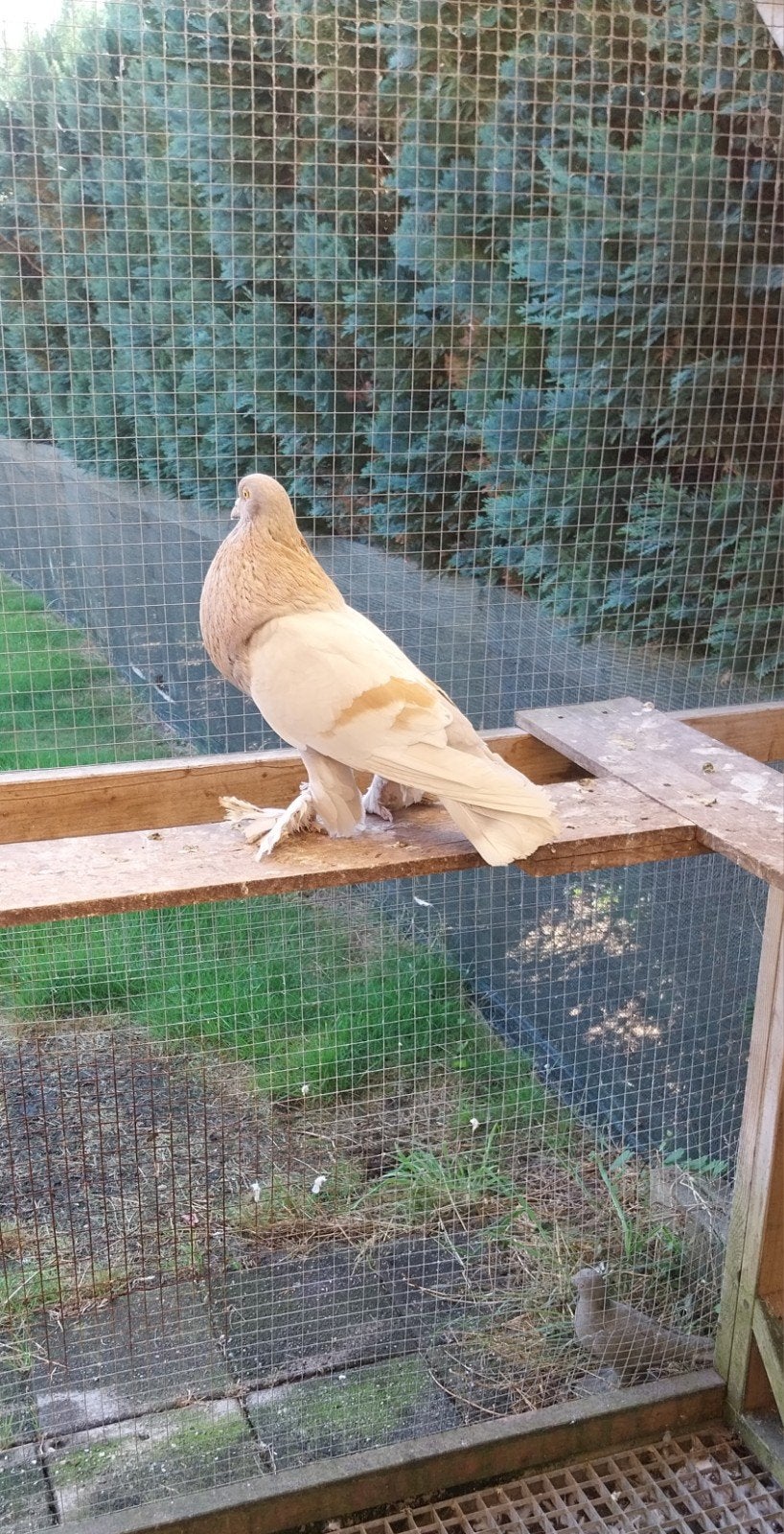 Hollandse kroppers, Dieren en Toebehoren, Vogels | Duiven, Meerdere dieren, Kropper