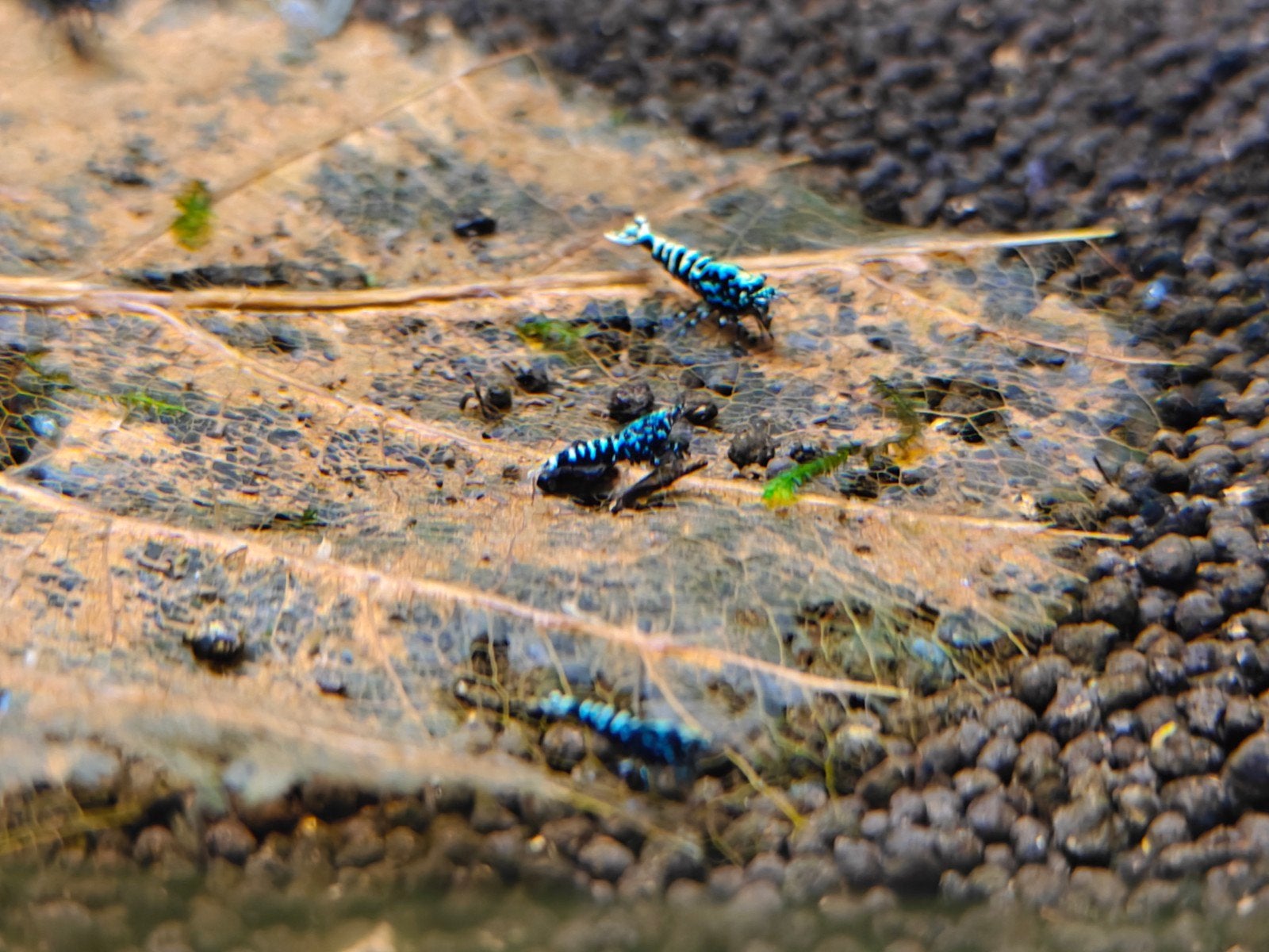 Boa x galaxy garnalen caridina, Kreeft, Krab of Garnaal