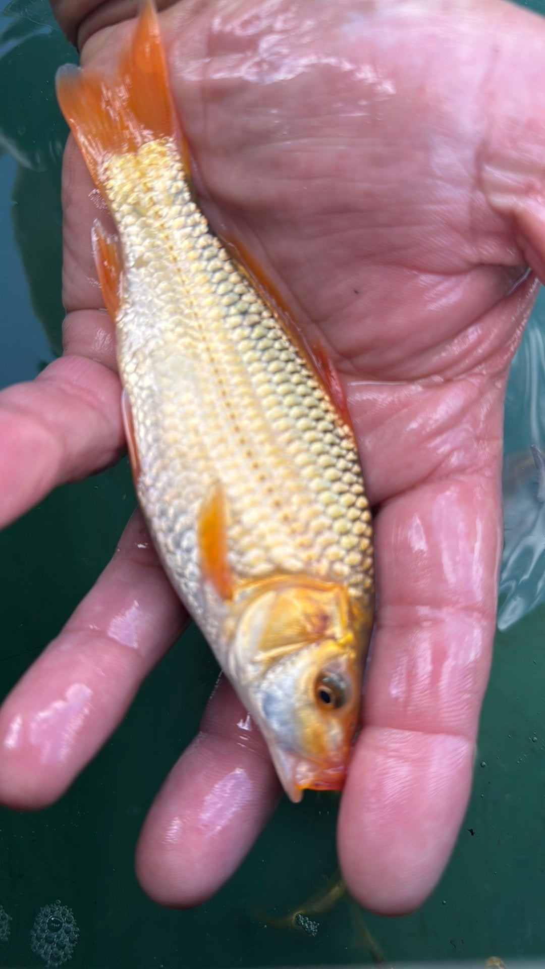 Kooi karper, Karper of Koi