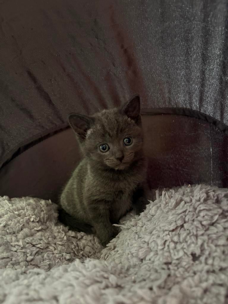 Lieve britse korthaar is opzoek naar een warm huisje, Dieren en Toebehoren, Poes, 0 tot 2 jaar