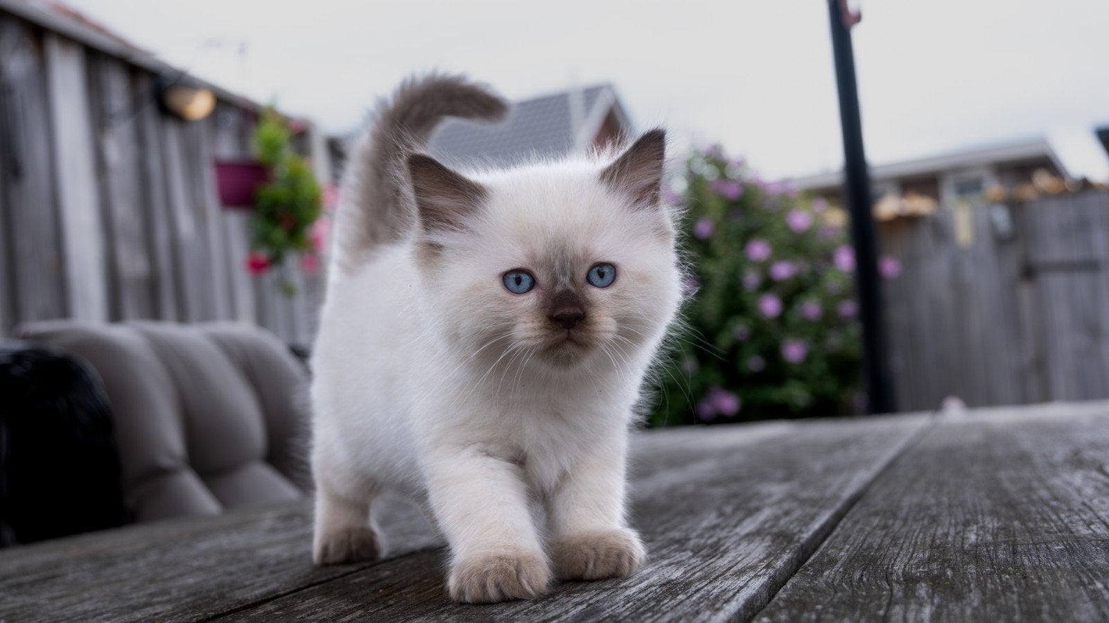 Prachtige ragdoll kittens., Meerdere dieren, Gechipt, 0 tot 2 jaar