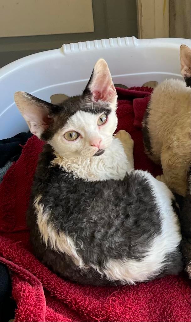 Devon Rex, Dieren en Toebehoren, Meerdere dieren