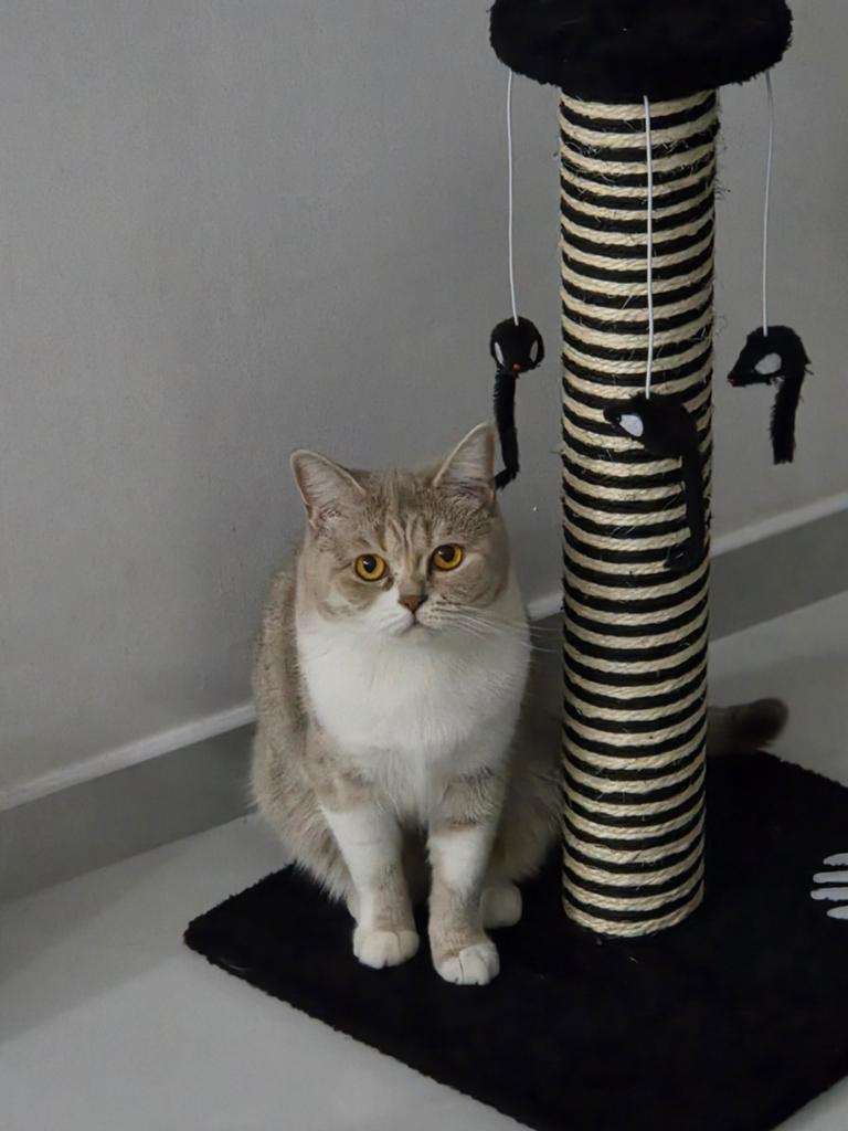 Britse korthaar zoekt nieuwe thuis, Dieren en Toebehoren, Katten en Kittens | Raskatten | Korthaar, Poes, Gechipt, 3 tot 5 jaar