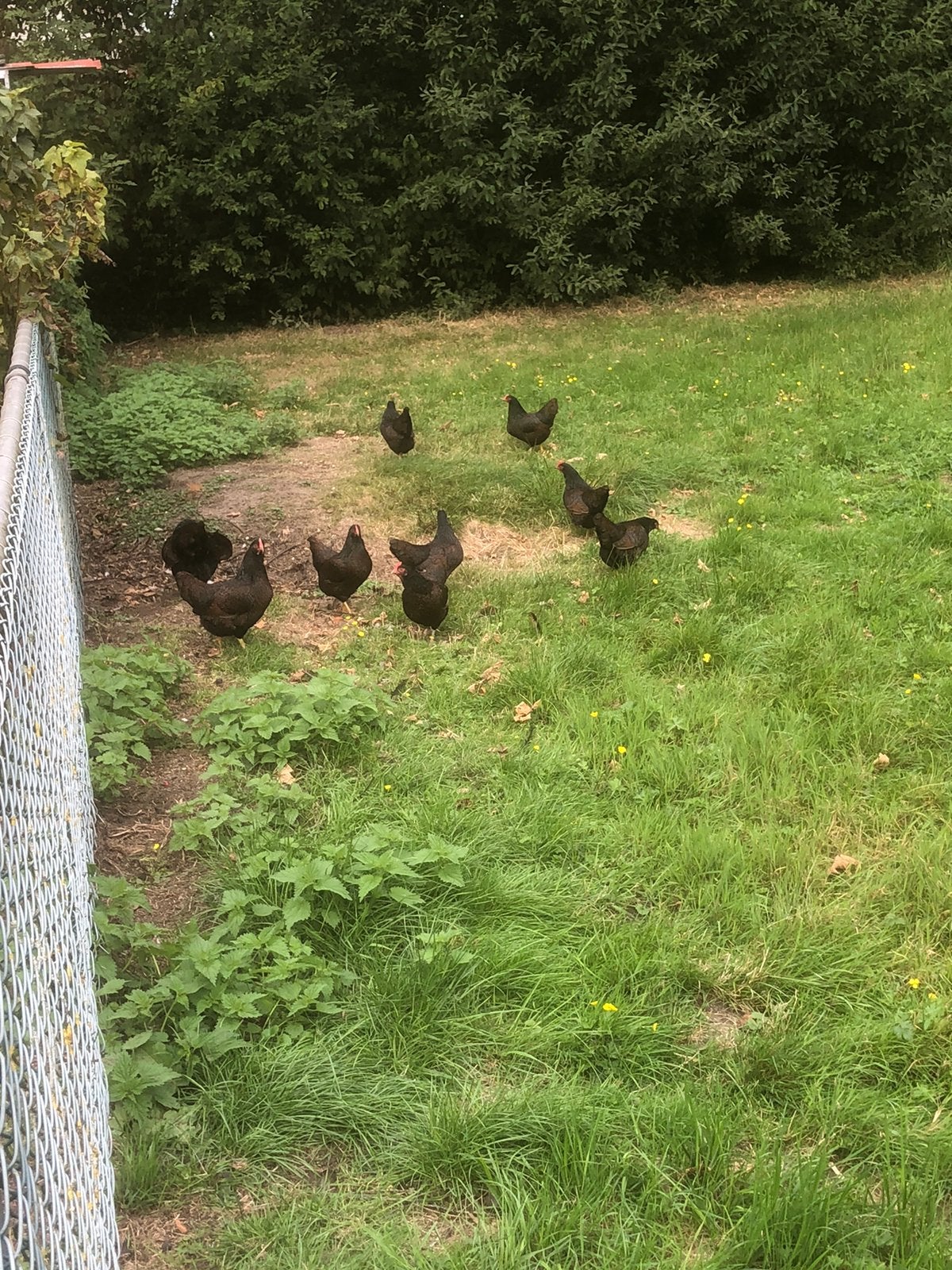Barnevelder dubbel gezoomd, Vrouwelijk, Kip
