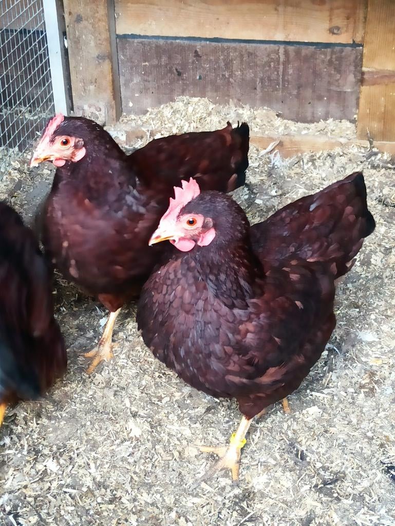 Rhode Island Red kriel1+4 en broedeieren, Dieren en Toebehoren, Pluimvee, Meerdere dieren, Kip