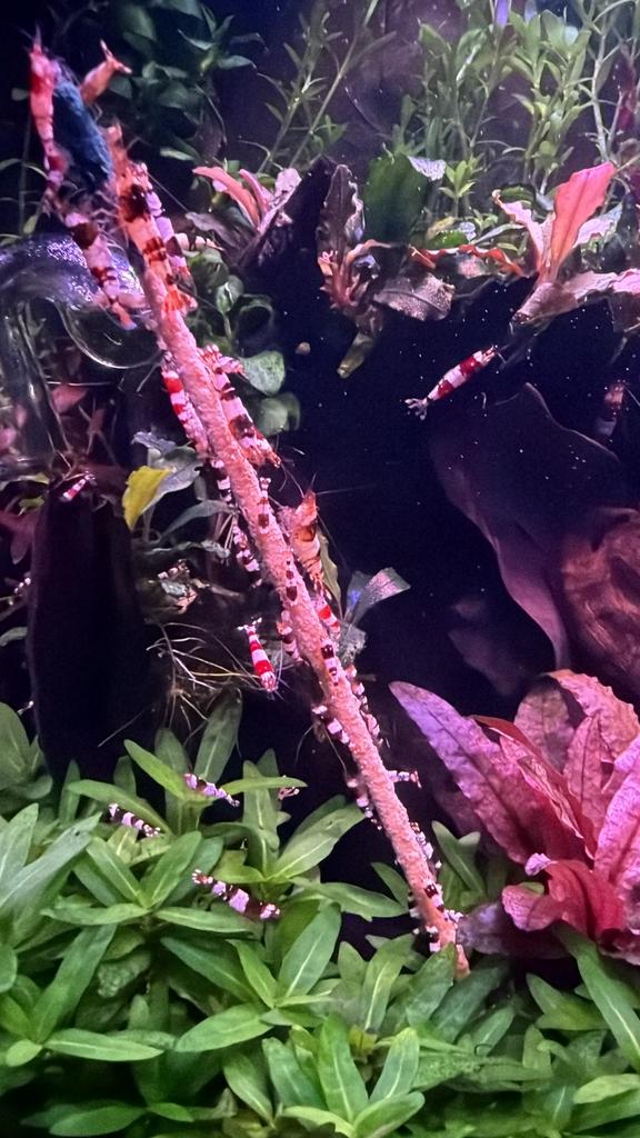 Cristal black en red, Slang, 0 tot 2 jaar