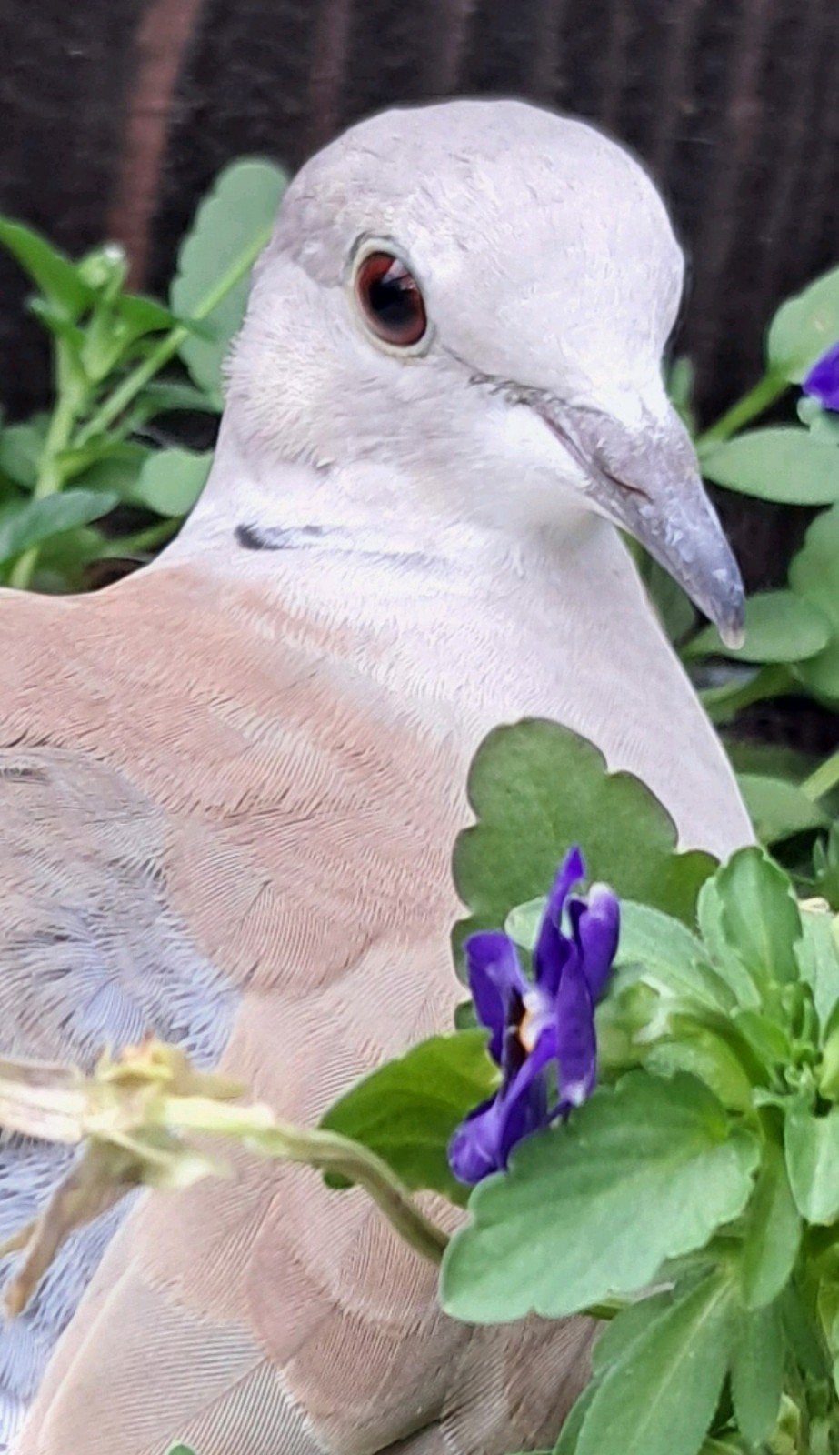 Tortel/lach duif, Dieren en Toebehoren, Vogels | Overige Vogels, Vrouwelijk, Tam