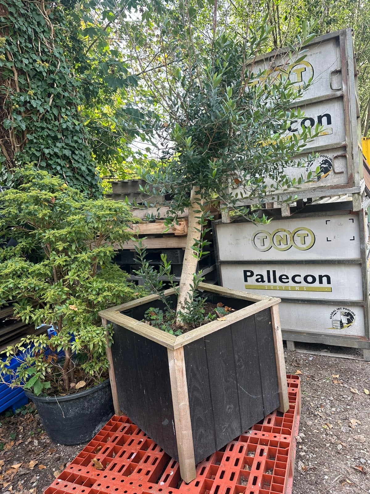 Olijfboom in douglas plantenbak, Tuin en Terras, Ophalen, Rond, Nieuw, 60 cm of meer