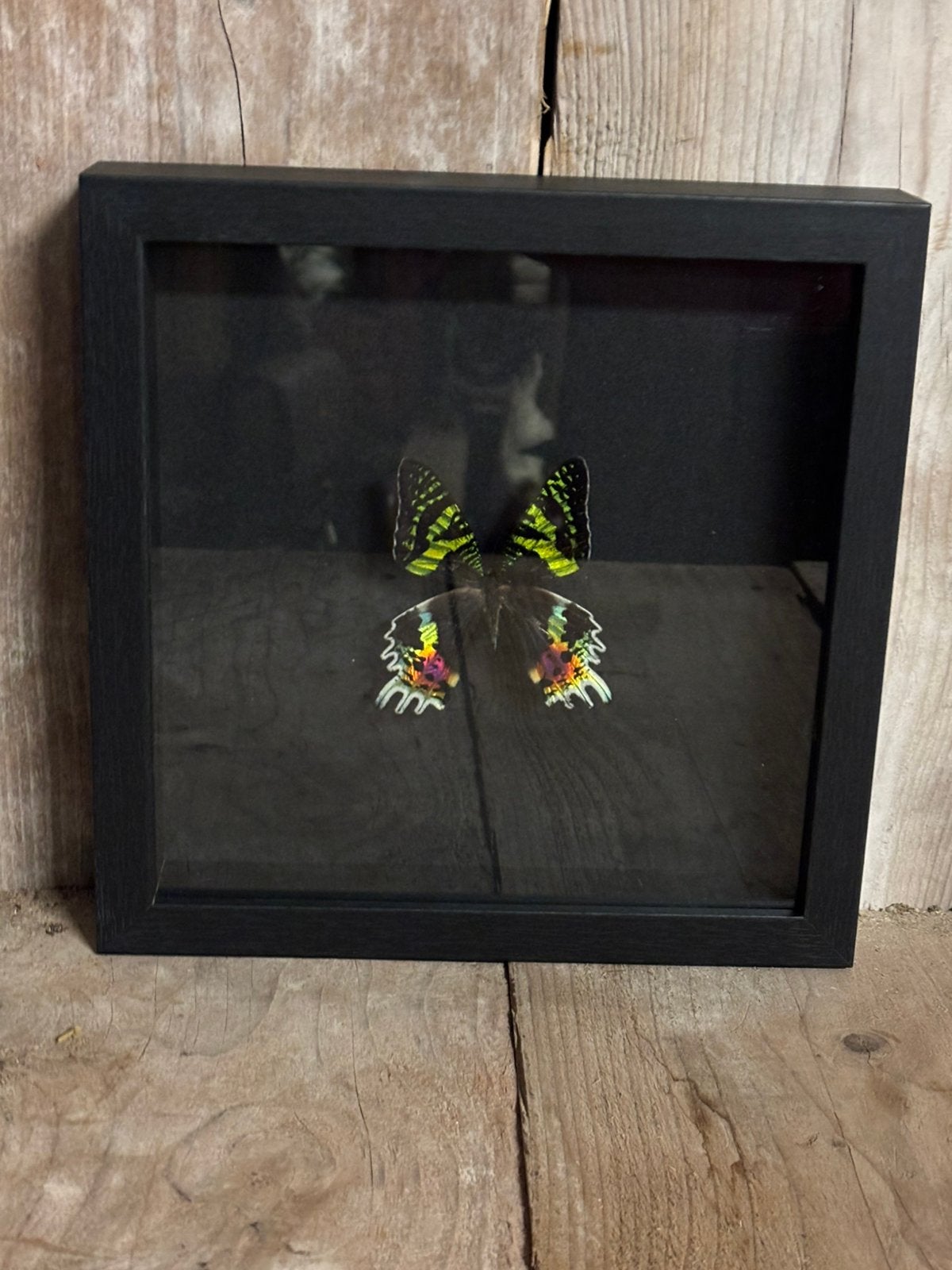 Mooie luxe lijst met een Madagascar Sunset Moth (zwart), Ophalen of Verzenden, Nieuw, Insect, Opgezet dier