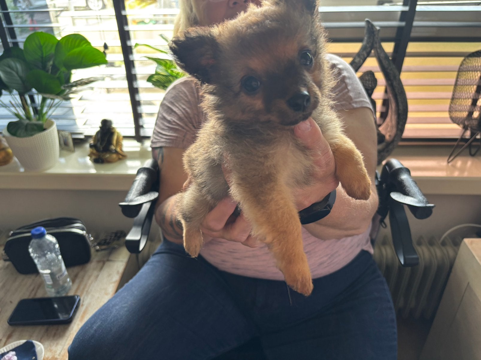 Mooie kruising pup,s te koop, Jack Russell Terriër, 8 tot 15 weken, Parvo, Meerdere
