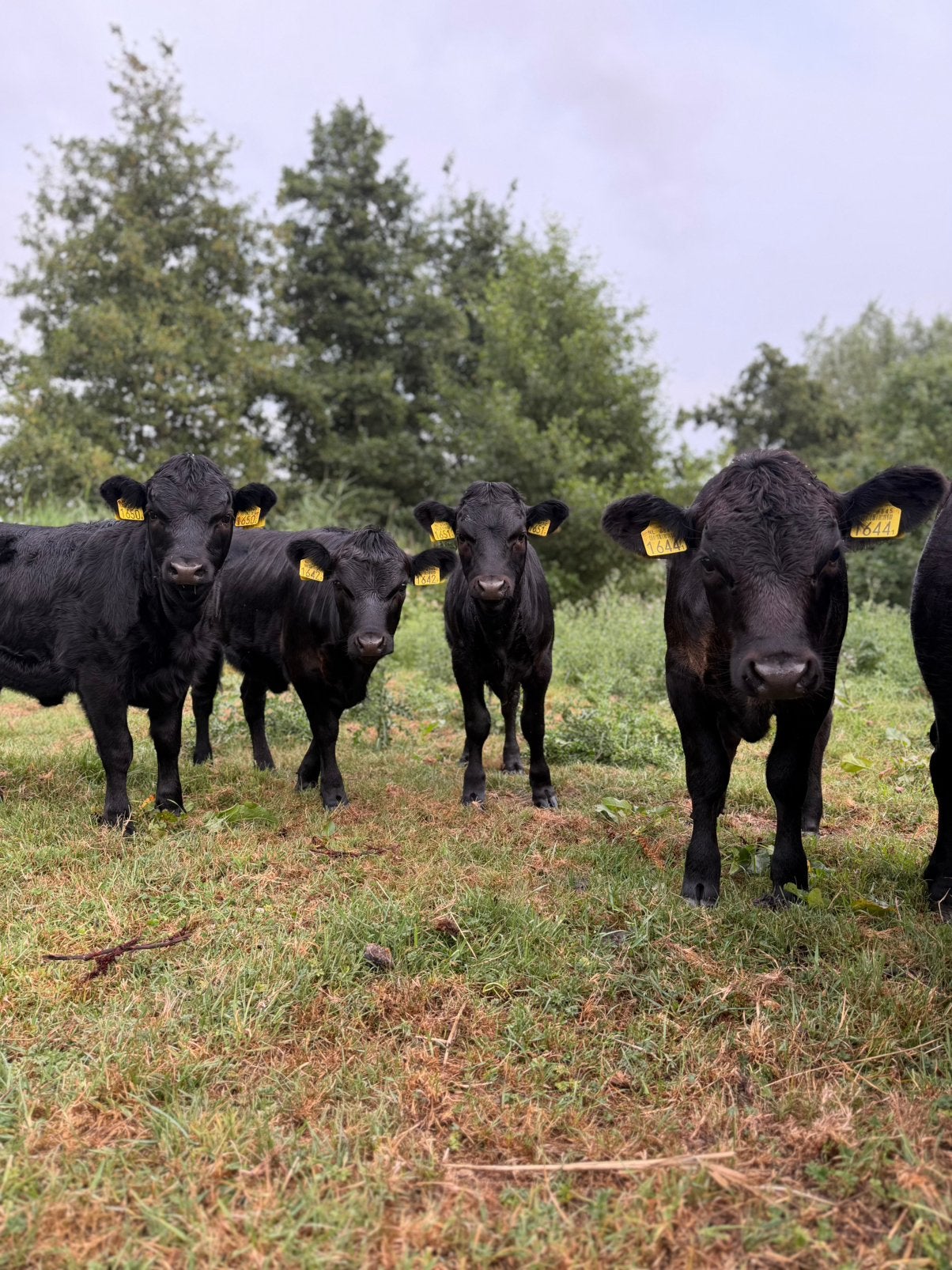 Stamboek dexter kalfjes te koop., Dieren en Toebehoren, Runderen, Meerdere dieren, 0 tot 2 jaar