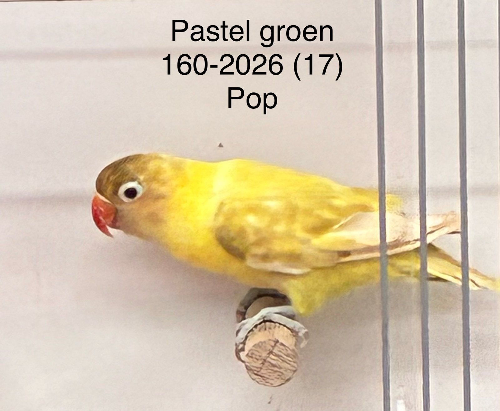 Agapornis personata pastel groen, Dieren en Toebehoren, Vogels | Parkieten en Papegaaien, Vrouwelijk, Dwergpapegaai of Agapornis