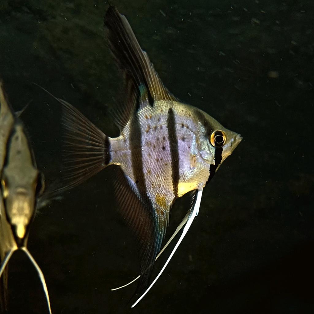 Maanvissen | Pterophyllum scalare "Rio Nanay", Dieren en Toebehoren, Vissen | Aquariumvissen, Vis, Zoetwatervis