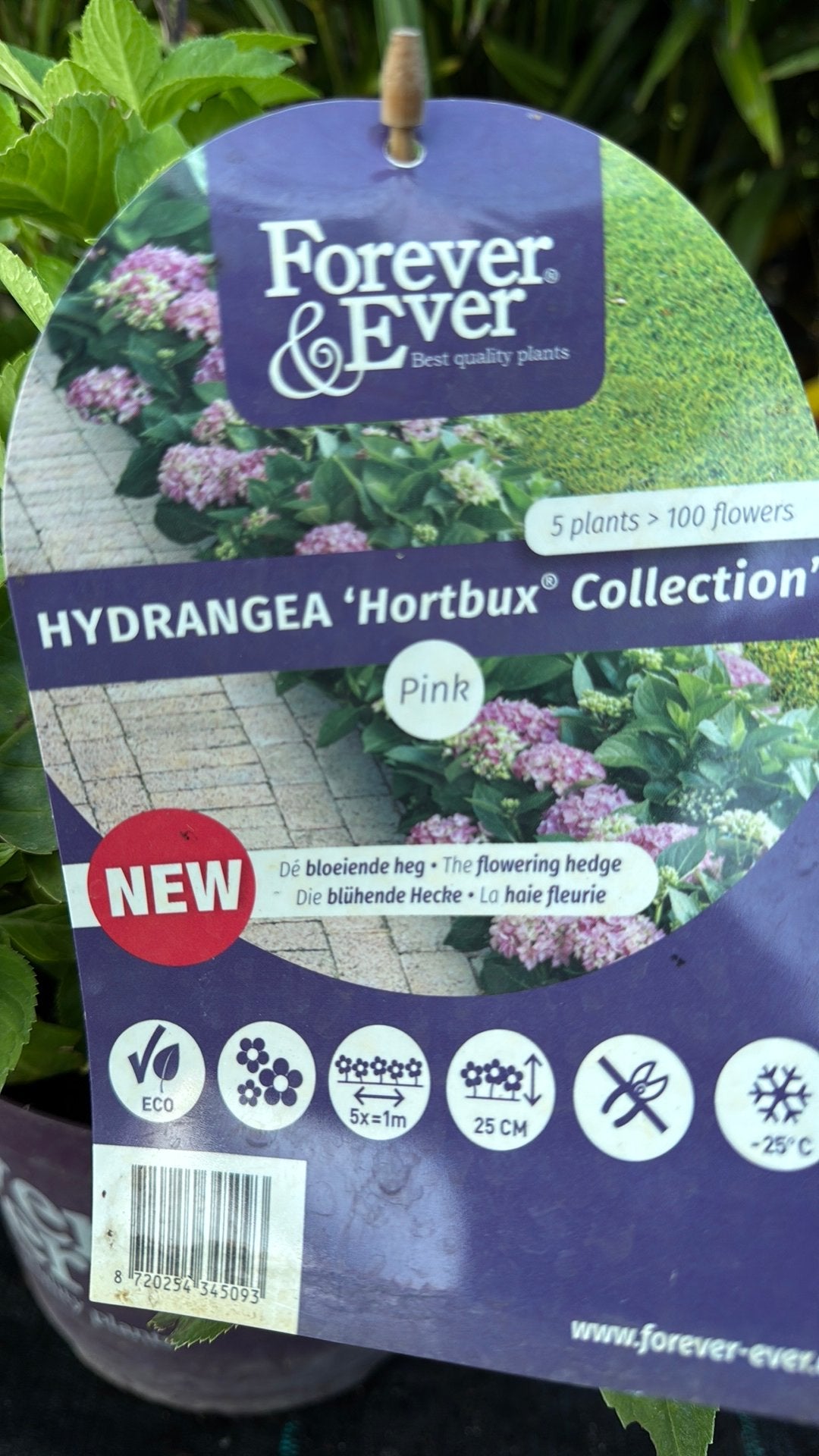 Hortbux dwerg haaghortensia 100 bloemen per m, 5 liter pot, Ophalen, Overige soorten, Volle zon